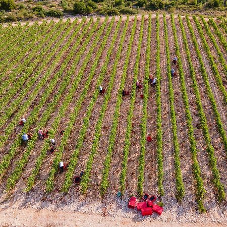 Slivno Ravno Winery Rizman B&B المظهر الخارجي الصورة