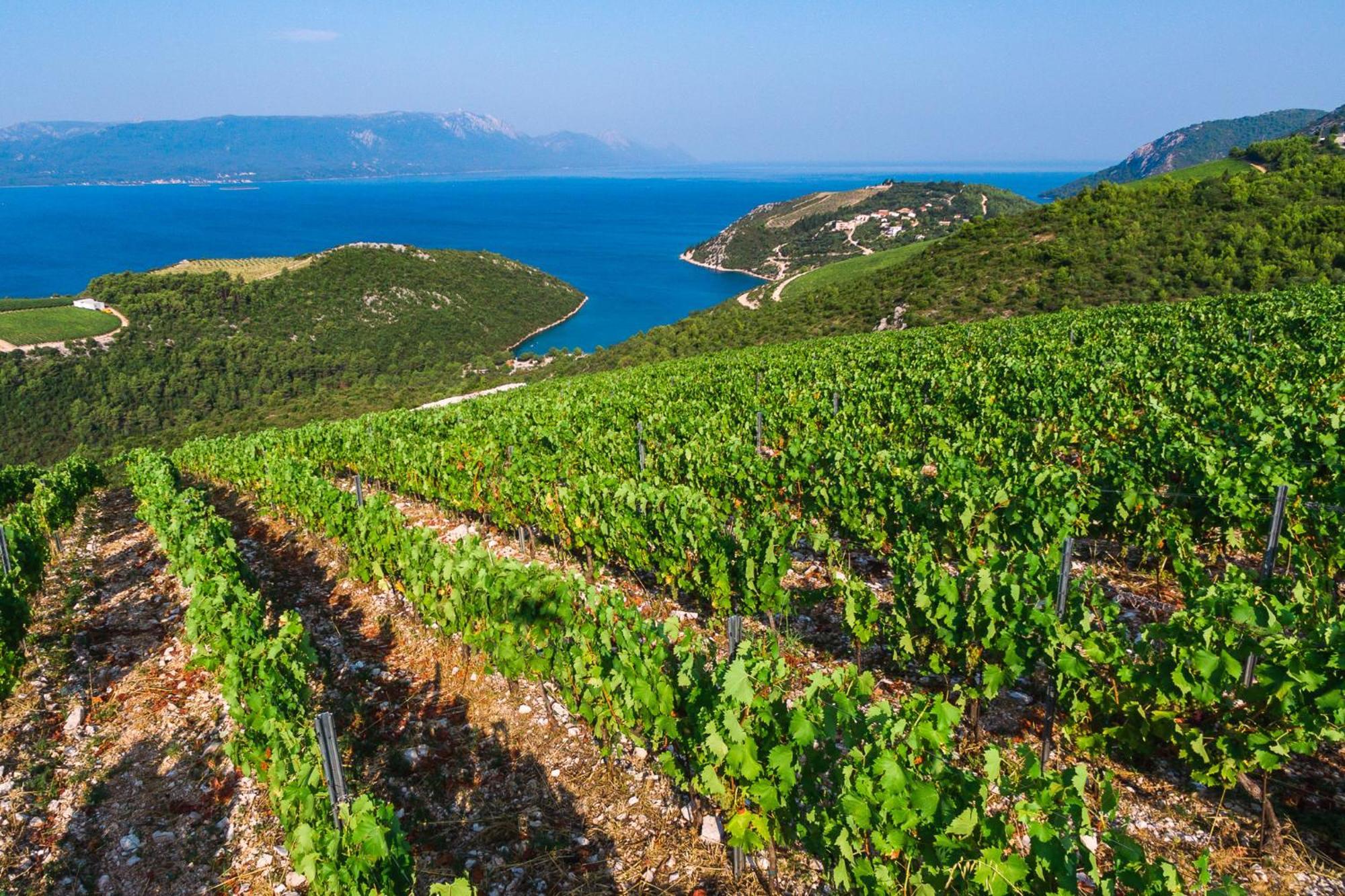 Slivno Ravno Winery Rizman B&B المظهر الخارجي الصورة